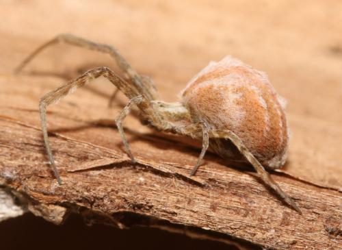 Uloborus walckenaerius